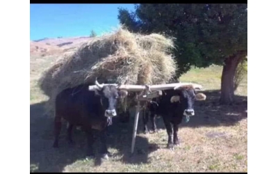 MUHTELİF KÖY MANZARALARI